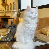 white.cat.lb.com