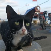 suara asli - Kinnong98