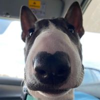 minibull_stich