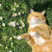 suara asli - goodrain🌧️