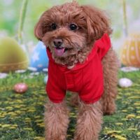 オリジナル楽曲 - Maki🐶🎤