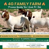 4gfamily842