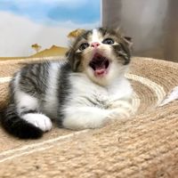 somnuke_cattery