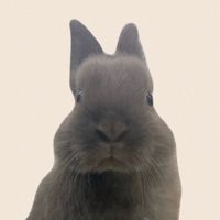 oshirukobunny