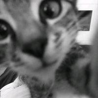 original sound - avdn