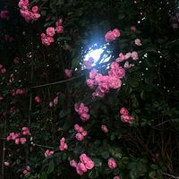 suara asli - Syaasyaa💤