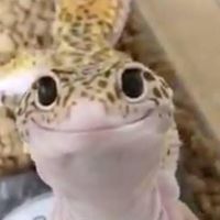 stinkylizardo