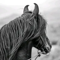 original sound - peacel0ver1