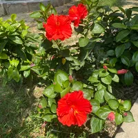 original sound - iy_sha87