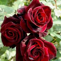 original sound - yaossfalaeuob