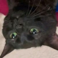 suara asli - 韩Kikyy_