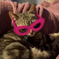 asher.the.cat1