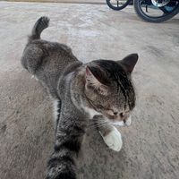 original sound - pakcikmuda1