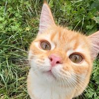 meownomey9
