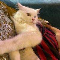 noorjahan_tanisa