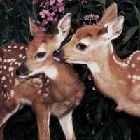 القلب واحد والمحبه لواحد