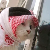 снежок пошла