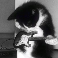 suara asli - Kitty chan