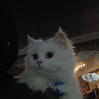 naviayw