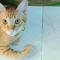 เสียงต้นฉบับ - ❤️