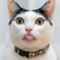 original sound - chapowntheworld