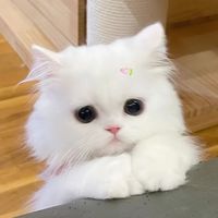 เสียงต้นฉบับ - !DekMexnnn ッ