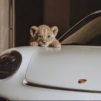 Çok Kan Akıcak Ulann