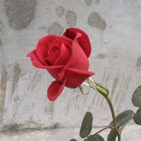 আসল শব্দ