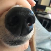 オリジナル楽曲 - ちぃーびぃっ🐽