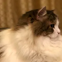 original sound - 1010menggilaie