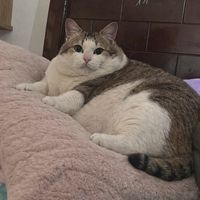 nhạc nền - _ELI✨