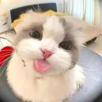 ploy.monster