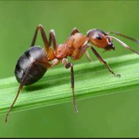 _keng.8
