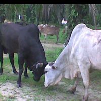 _thivya2121_