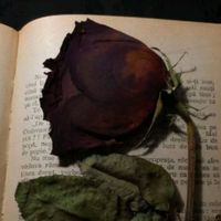 severken.kaybettik24