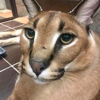 poryaidugga_y