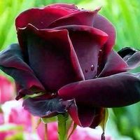 saweedkhan50