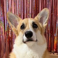 corgi.evaa