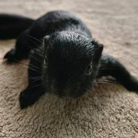 zorua.squirrel