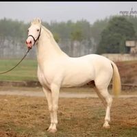 horselover670