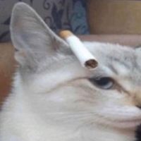 pojo