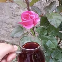 nur42325