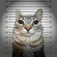 original sound - cobalt2635