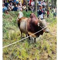 original sound - bangladesh.cattle.lovers