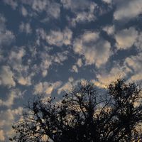 kynza36