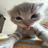 original sound - cusedicc