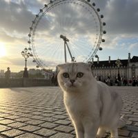 原聲 - 最好買Best buy