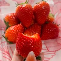 suara asli - Febby😎