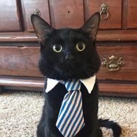 original sound - mi3meow