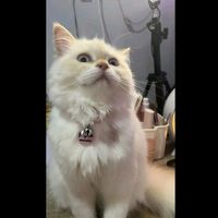 suara asli - Sapa Ge